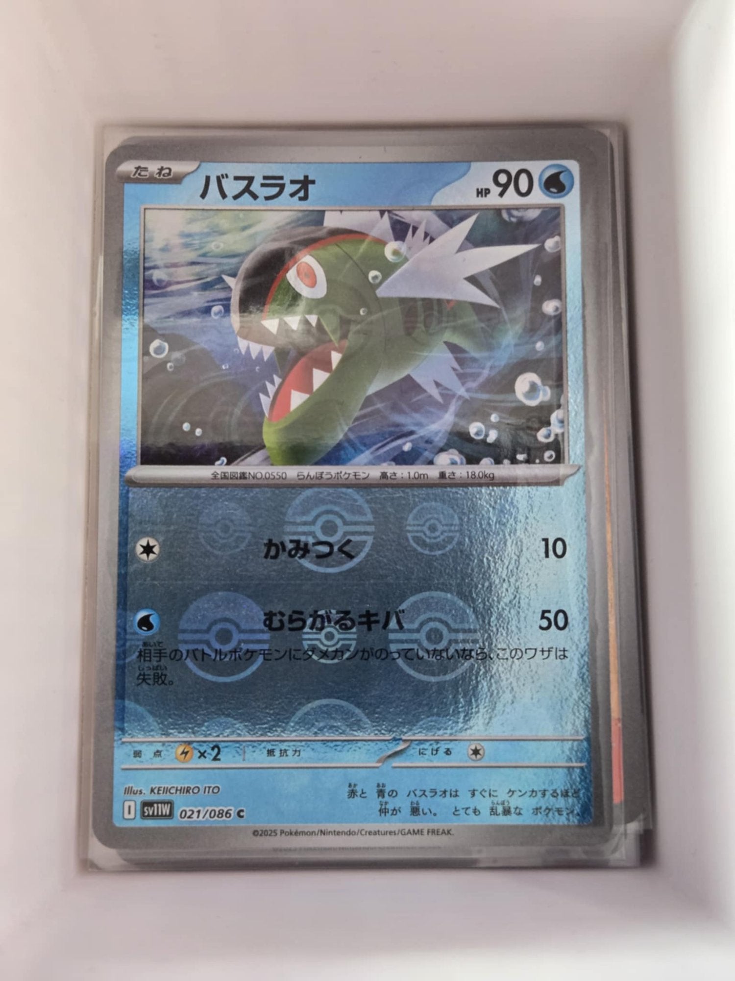 Image of Basculin White Flare (sv11w) #21