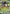 Image of Toedscruel ex Paldean Fates (PAF) #005