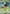 Image of Meowscarada ex Paldea Evolved (PAL) #015