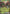 Image of Wo-Chien ex Paldea Evolved (PAL) #027