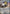 Image of Melmetal ex Stellar Crown (SCR) #105
