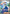 Image of Kofu Stellar Crown (SCR) #165