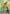 Image of Vivillon Surging Sparks (SSP) #193
