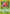 Image of Parasect Jungle (JU) #41
