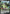 Image of Galarian Stunfisk V Darkness Ablaze (DAA) #128