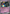 Image of Cofagrigus ex Paradox Rift (PAR) #076