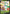 Image of Hisuian Lilligant V Astral Radiance (ASR) #017