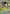 Image of Toedscruel ex Paldean Fates (PAF) #005