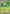 Image of Sinistcha ex Twilight Masquerade (TWM) #023