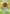Image of Venonat Jungle (JU) #63
