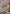 Image of Raging Bolt ex Terastal Festival ex (sv8a) #222